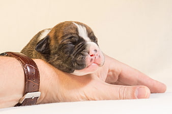 Sleeping brindle puppy resting on human hand