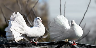 Two white fantail pigeons perched on a wire mesh with fanned tails
