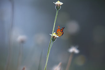 Monarch Butterfly on White Daisy with Bokeh Background
