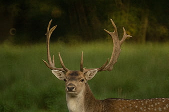Majestic Spotted Deer with Antlers in Green Forest