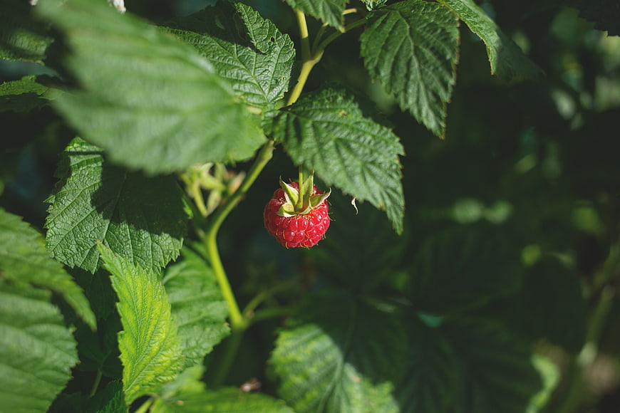 Ripe red raspberry hanging on bush with green leaves