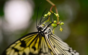 Close-up of Yellow and Black Butterfly on Green Bud