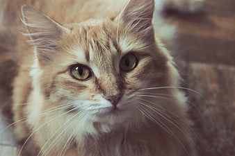 Close-up portrait of a fluffy ginger tabby cat with green eyes