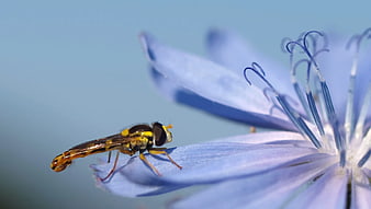 Close-up of Hoverfly on Blue Chicory Flower