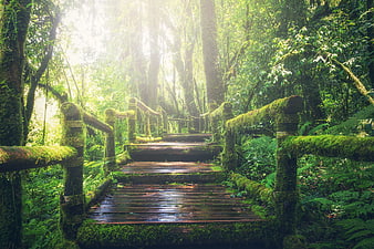 Mossy Wooden Bridge in Lush Rainforest