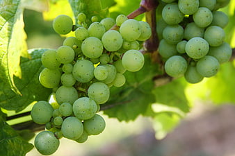 Close-up of fresh green grapes hanging on a vine