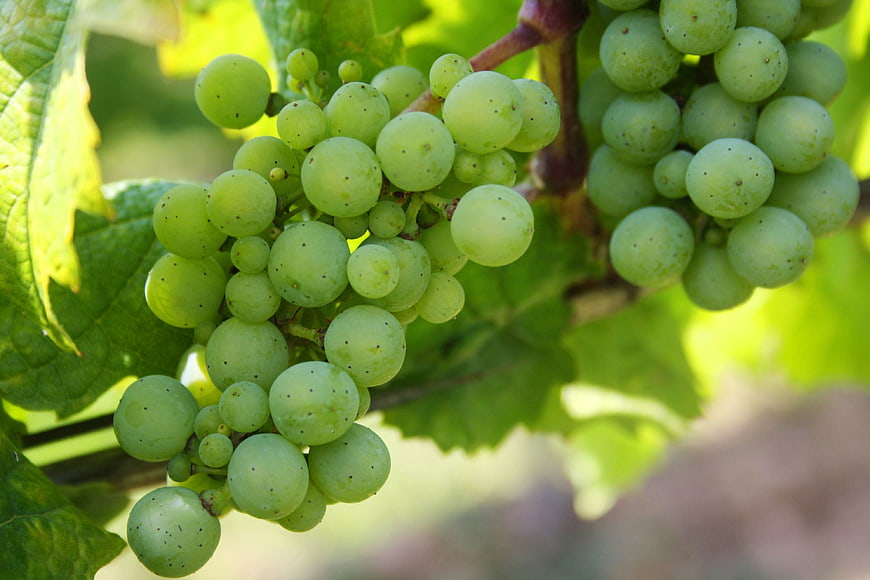 Close-up of fresh green grapes hanging on a vine