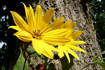 Close-up of bright yellow wildflowers against tree bark