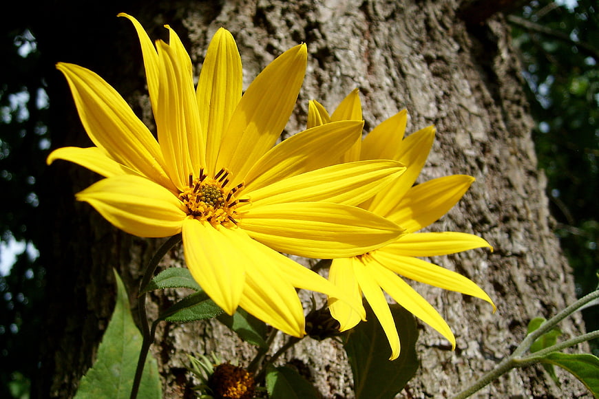 Close-up of bright yellow wildflowers against tree bark