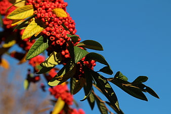 Close-up of red rowan berries on a branch against blue sky