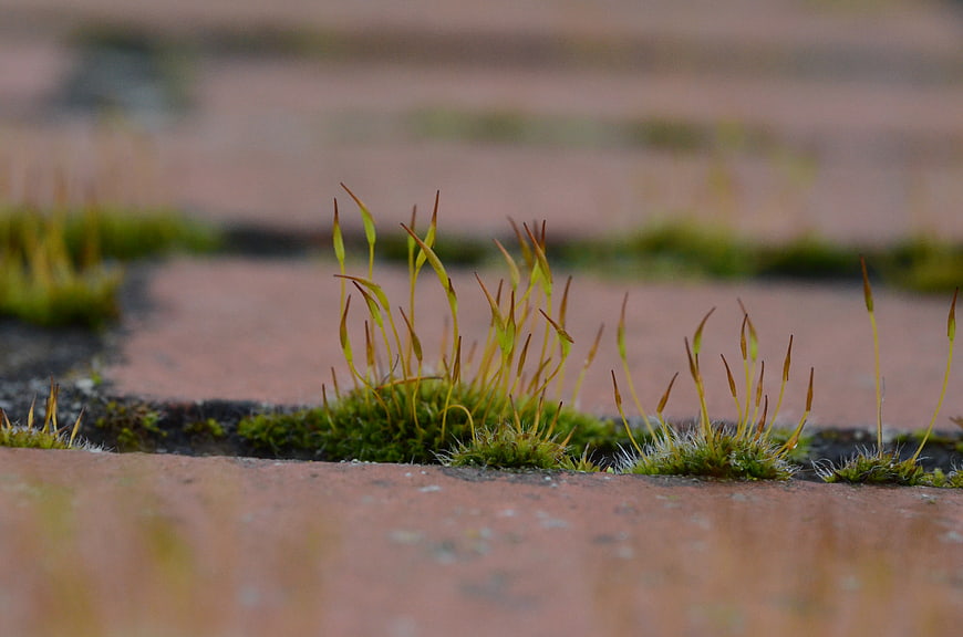 Close-up of moss growing between red brick tiles