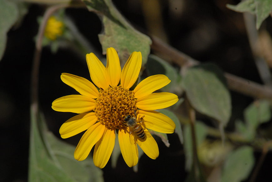 Honeybee Pollinating Bright Yellow Wildflower Close-Up