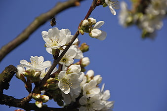 White Cherry Blossoms and Bee on Branch Against Blue Sky