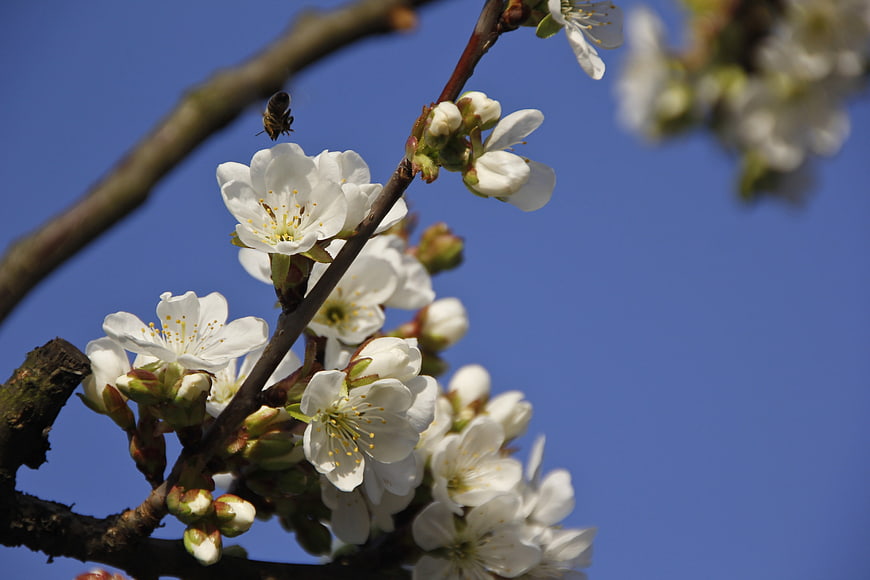 White Cherry Blossoms and Bee on Branch Against Blue Sky