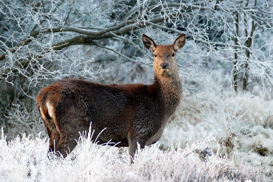Red Deer Standing in Frosty Winter Forest