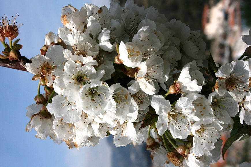 Close-up of white almond blossoms on a branch against blue sky
