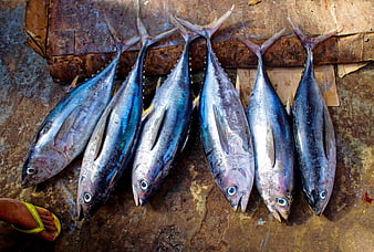 Fresh Tuna Fish Lined Up on Wooden Surface