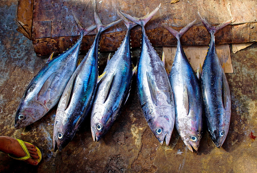 Fresh Tuna Fish Lined Up on Wooden Surface