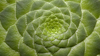 Macro Close-Up of Green Aeonium Succulent Rosette