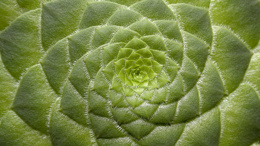Macro Close-Up of Green Aeonium Succulent Rosette
