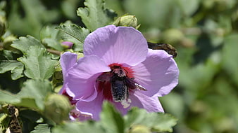 Bee Pollinating Purple Hibiscus Flower in Sunlight