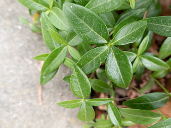 Close-up of Green Boxwood Leaves on Concrete