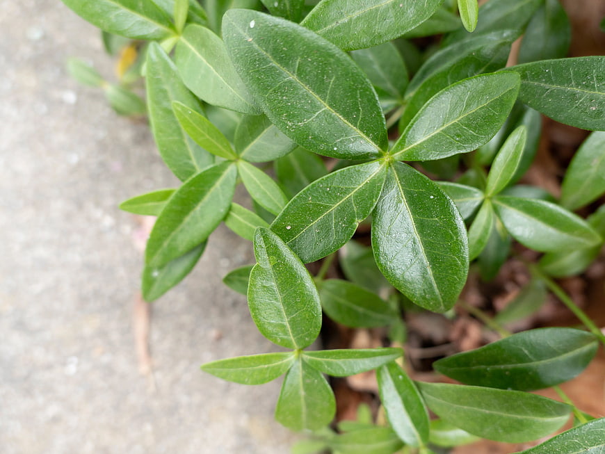 Close-up of Green Boxwood Leaves on Concrete