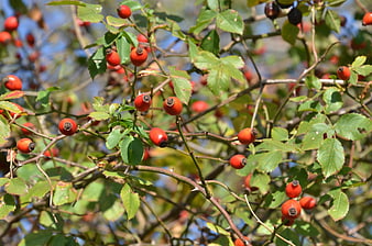 Bright red rose hips on green branches in autumn sunlight