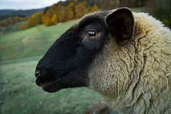 Close-up Portrait of Black-Faced Sheep in Autumn Pasture
