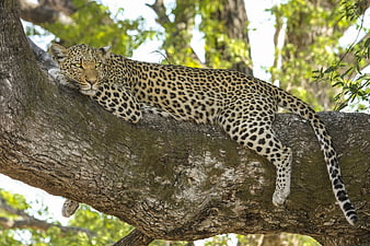 Leopard Resting on Large Tree Branch in Wild