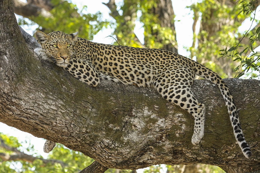 Leopard Resting on Large Tree Branch in Wild