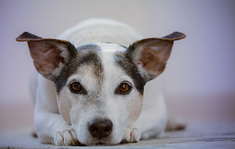 Close-up portrait of a cute white and brown dog lying down