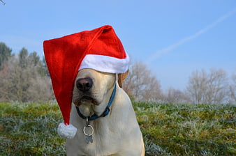 Labrador Retriever Wearing Santa Hat In Frosty Field