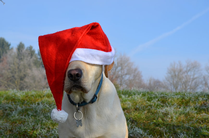 Labrador Retriever Wearing Santa Hat In Frosty Field