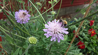 Bumblebee Pollinating Pink Scabious Flower in Garden