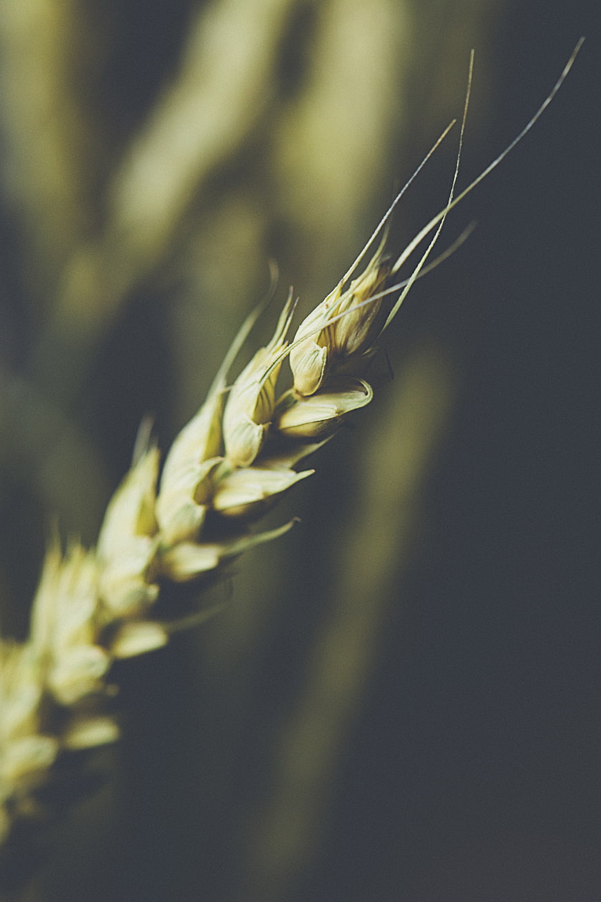 Close-up of golden wheat stalk with dark background