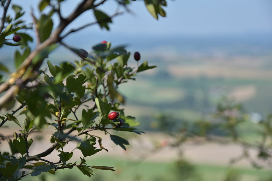 Red berries on a branch with blurred landscape background