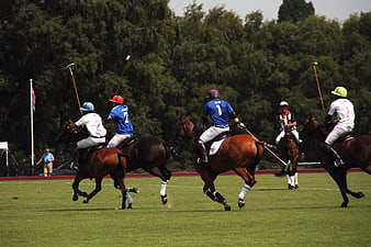 Polo players riding horses on a green field