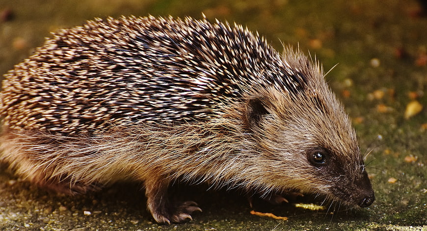 Close-up of a wild hedgehog walking on mossy ground