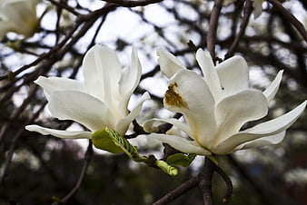 White Magnolia Blossoms on Branch in Spring