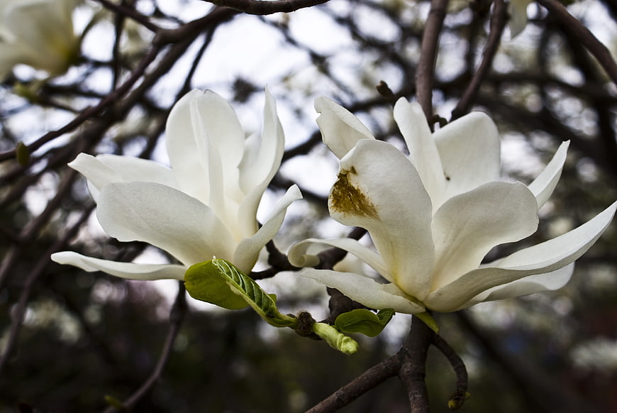 White Magnolia Blossoms on Branch in Spring