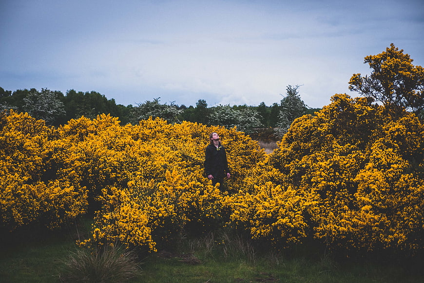 Man standing in field of yellow gorse bushes