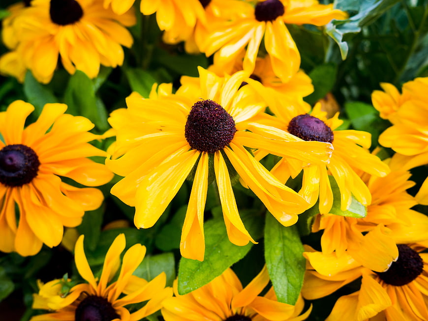 Vibrant Yellow Black-Eyed Susans in Full Bloom