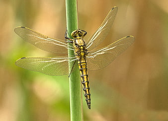 Yellow and Black Dragonfly on Green Stem