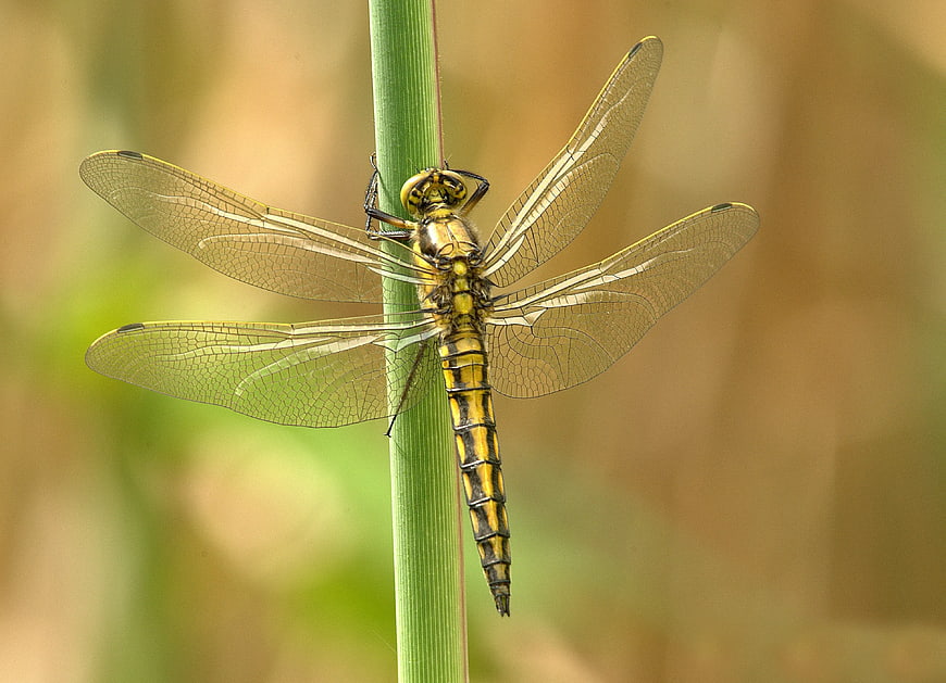 Yellow and Black Dragonfly on Green Stem