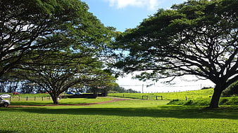 Large spreading trees framing a green park landscape