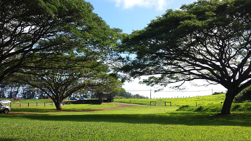 Large spreading trees framing a green park landscape