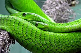 Close-up of vibrant green tree snakes coiled on a branch