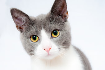 Close-up Portrait of Cute Grey and White Cat with Green Eyes