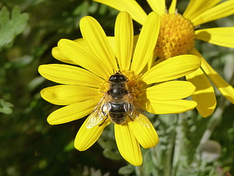 Close-up of a Hoverfly on a Yellow Daisy Flower